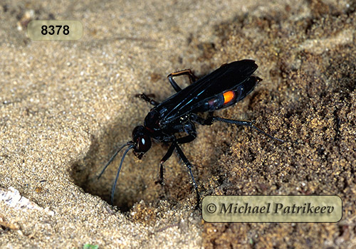 Blue-black Spider Wasp (Anoplius atrox) (Dahlbom, 1843)